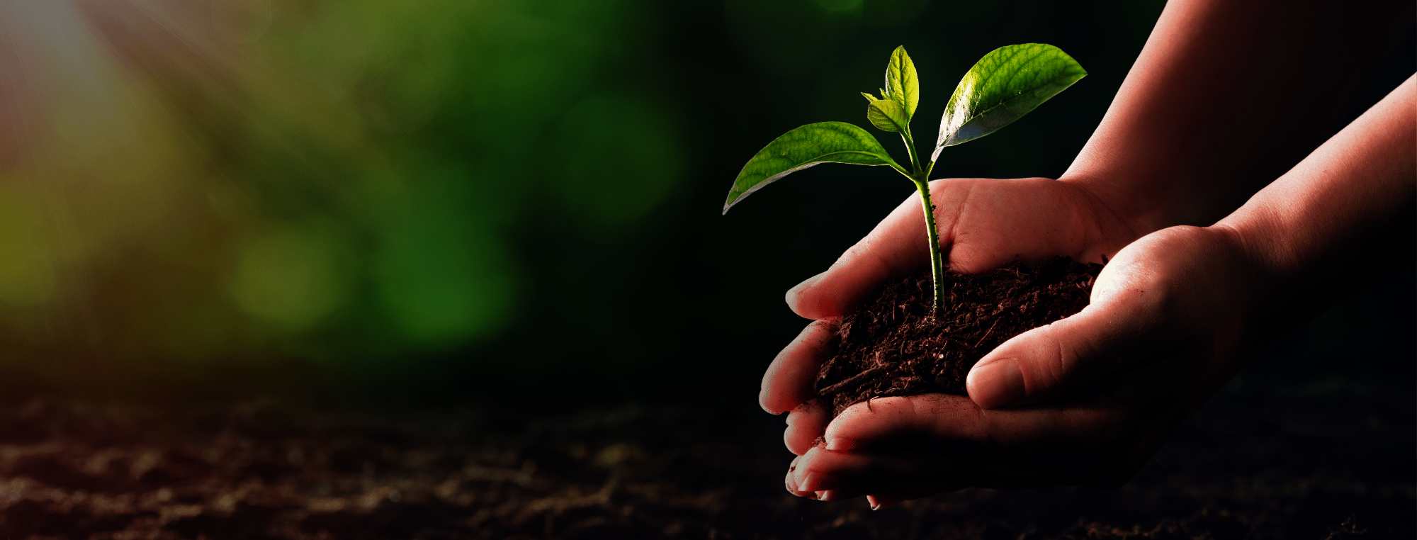 Header Nachhaltigkeit 2000x762